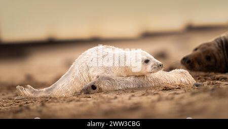 Ein junges Grausiegel kriecht über den Körper eines toten Welpen, während ein aufrichtiger zusieht. Stockfoto