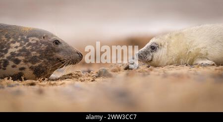 Ein Hund und Mutter der Grauen Seehunde am Strand in Norfolk, Großbritannien. Stockfoto