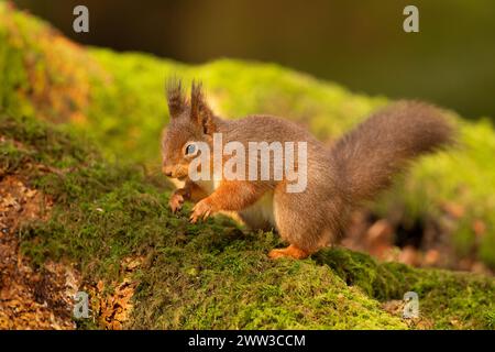 Ein Eichhörnchen auf einem moosigen Zweig Stockfoto
