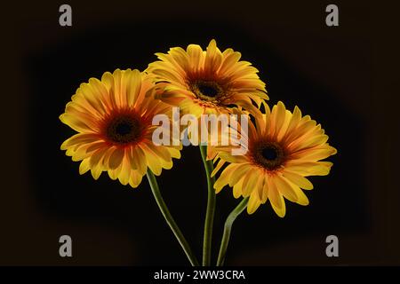 Drei gelbe Gerbera-Blüten auf schwarzem Hintergrund. Stockfoto