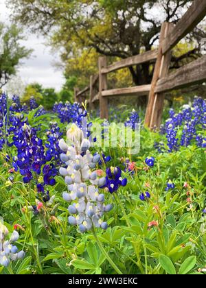 Feld mit Bluebonnets neben einem Holzzaun im Zilker Park in Austin, Texas Stockfoto