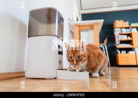 Eine rote Katze isst Trockenfutter aus einem Futterhäuschen in einer Wohnung in Düsseldorf Stockfoto