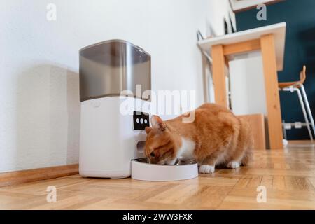 Eine rote Katze isst Trockenfutter aus einem Futterhäuschen in einer Wohnung in Düsseldorf Stockfoto