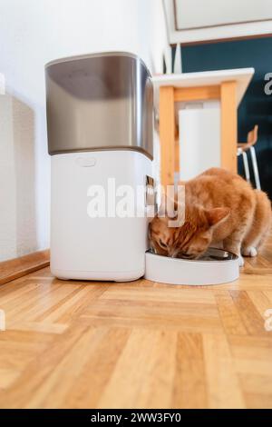 Eine rote Katze isst Trockenfutter aus einem Futterhäuschen in einer Wohnung in Düsseldorf Stockfoto