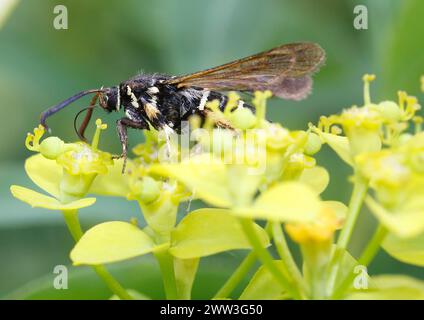 Dämmerung (Paranthren tabaniformis), auf Goldrute (Solidago), Nordrhein-Westfalen, Deutschland Stockfoto