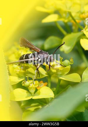 Dämmerung (Paranthren tabaniformis), auf Goldrute (Solidago), Nordrhein-Westfalen, Deutschland Stockfoto