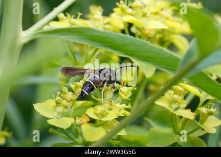 Dämmerung (Paranthren tabaniformis), auf Goldrute (Solidago), Nordrhein-Westfalen, Deutschland Stockfoto