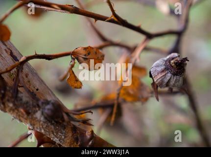 Die Rosenblüte im Winter anbraten Stockfoto