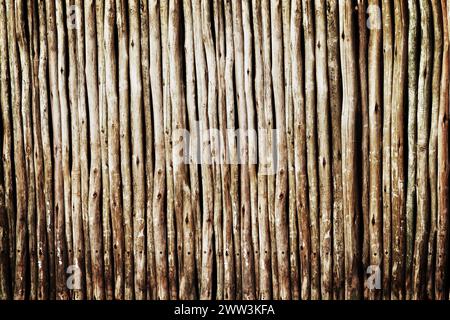 Holz, Baumstamm und Stab für Holz, Muster und Linien für Textur und Bambus für Tapeten und Erde in der Nähe. Holz und Brennholz zusammen für Braun Stockfoto