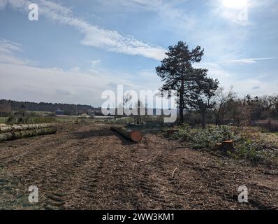 Ein großer Stapel frisch geschlagener Baumstämme und Tannenzweige auf einem schrägen umzäunten Grundstück Stockfoto