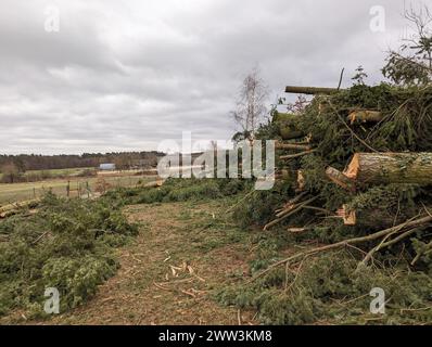 Ein großer Stapel frisch geschlagener Baumstämme und Tannenzweige auf einem schrägen umzäunten Grundstück Stockfoto