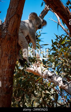 Ein Koalas friedlicher Schlaf auf Magnetic Island Stockfoto