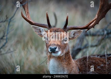 Europäischer Damhirsch in den Amsterdamse Waterleidingduinen Stockfoto