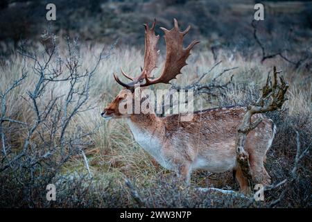 Europäischer Damhirsch in den Amsterdamse Waterleidingduinen Stockfoto