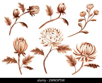 Set von Chrysanthemenblumen in Aquarell, monochrom, isoliert auf weißem Hintergrund. Handgezeichnete Illustrationen in brauner Farbe. Vintage-Blumenmuster Stockfoto