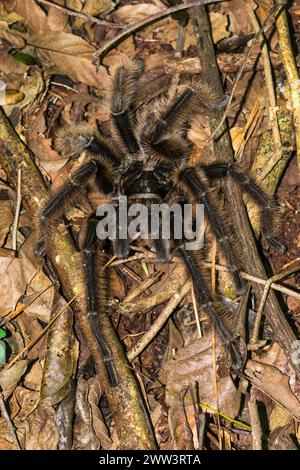 Wilde einheimische Tarantel Grammostola sp. Im Wald - Sao Francisco de Paula, südlich von Brasilien Stockfoto