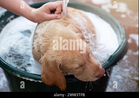 Waschhund labrador Haustier im Bad mit Seife und Shampoo Stockfoto