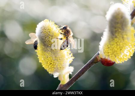 10.03.2024, Berlin, DE - Honigbiene sammelt Nektar aus einem bluehenden Weidenkaetzchen der Salweide. APIs mellifera, aufgeblueht, aussen, Aussenaufnahme, Berlin, Biene, Biologie, Bluehen, Bluehend, Bluete, Blaustand, Bluetenstempel, Botanik, Botanik, Nahaufnahme, deutsch, Deutschland, Europa, europaeisch, Europaeische Honigbiene, Fauna, Flora, Fluginsekt, Freisteller, Fruehjahr, Fruehling, Gewaechs, Gliederfuesser, Insekt, Jahreszeit, Kaetzchenweide, maennlich, Makro, Makroaufnahme, nah, Nahaufnahme, Natur, Nektar, niemand, Palmweide, Pflanze, Pollen, Pollenhoeschen, QF, Querformat, Saalwe Stockfoto