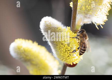 10.03.2024, Berlin, DE - Honigbiene sitzt auf einem bluehenden Weidenkaetzchen der Salweide. APIs mellifera, aufgeblueht, aussen, Aussenaufnahme, Berlin, Biene, Biologie, Bluehen, Bluehend, Bluete, Blaustand, Bluetenstempel, Botanik, Botanik, Nahaufnahme, deutsch, Deutschland, Europa, europaeisch, Europaeische Honigbiene, Fauna, Flora, Fluginsekt, Freisteller, Fruehjahr, Fruehling, Gewaechs, Gliederfuesser, Insekt, Jahreszeit, Kaetzchenweide, maennlich, Makro, Makroaufnahme, nah, Nahaufnahme, Natur, Nektar, niemand, Palmweide, Pflanze, Pollen, Pollenhoeschen, QF, Querformat, Saalweide, Sal- Stockfoto