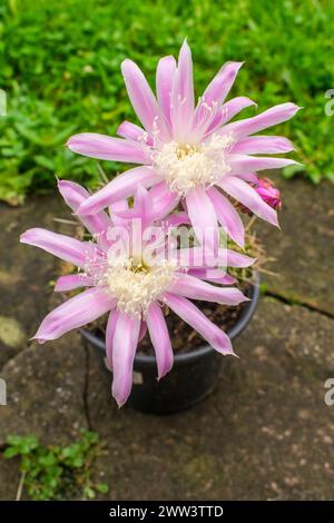 Rosa Blüten einer Echinopsis sp. Kakteen in Sao Francisco de Paula, Süd-Brasilien Stockfoto