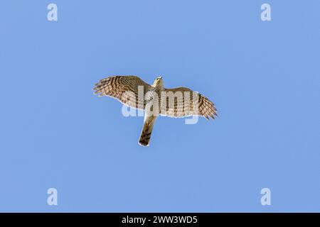 Ein Sparrowhawk, Raubvogel, Accipiter nisus fliegt mit ausgestreckten Flügeln über dem Kopf. Sussex, Großbritannien Stockfoto