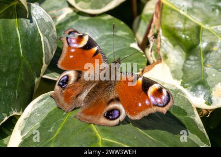 Peacock Schmetterling, Aglais io, ruht auf Efeblättern, Sussex, Großbritannien Stockfoto