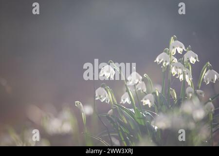 Schöne Frühlingsschneeflocken blühen im Wald, weicher Fokus Stockfoto