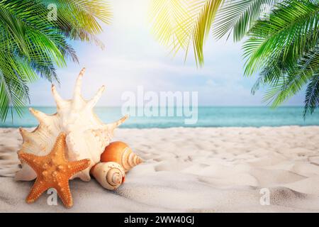 Seesterne und Muscheln am Sandstrand in der Nähe des Meeres, Platz für Text Stockfoto