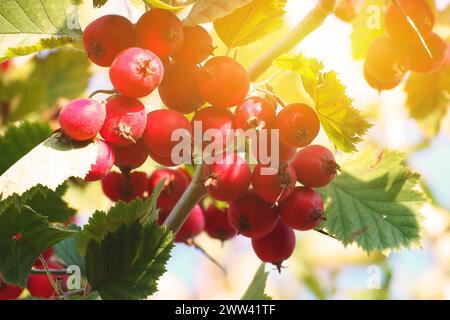 Rote reife Weißdornbeeren auf einem Zweig mit grünen Blättern im Sonnenlicht Stockfoto