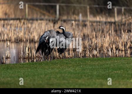 Ein Paar Kranvögel (Grus grus), die am Teich stehen - selektiver Fokus Stockfoto