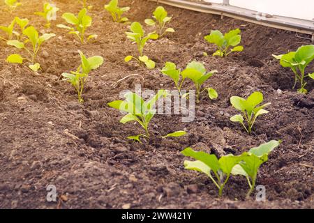 Kleine Sprossen junger Auberginen im Gewächshaus. Selektiver Fokus. Weichzeichner Stockfoto