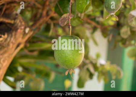 Feijoa sellowiana, auch bekannt als Ananasguava, einheimischer Obstbaum im Süden Brasiliens - Sao Francisco de Paula, Brasilien Stockfoto