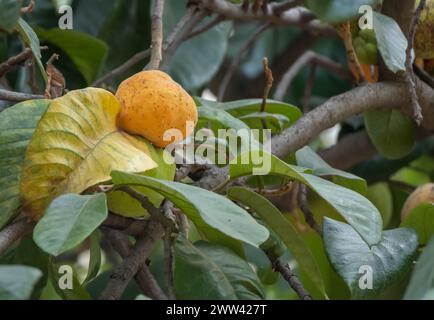 Artocarpus lacucha, auch bekannt als Affenbock oder Affenfrucht, ist eine tropische immergrüne Baumart der Familie der Moraceae. Stockfoto