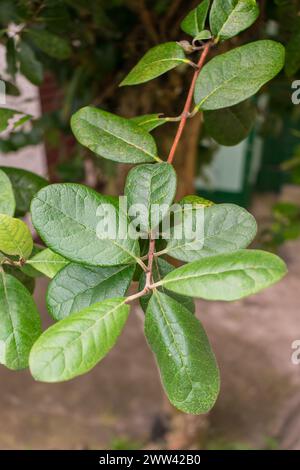 Feijoa sellowiana, auch bekannt als Ananasguava, einheimischer Obstbaum. Nahaufnahme der Blätter. Sao Francisco de Paula, Brasilien Stockfoto