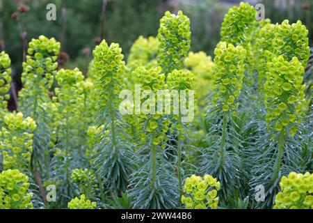 Grüne Euphorbia Characterias, mediterrane oder albanische Blüte. Stockfoto