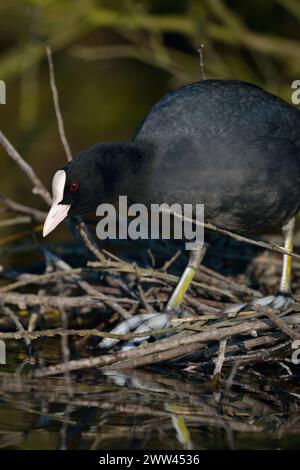 Black Coot / Coot / Eurasian Coot ( Fulica atra ) Nest bauen, Nistbau unter Büschen in der Nähe des Wassers, Wildtiere, Europa. Stockfoto