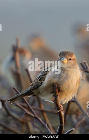 Haus Sparrow ( Passer domesticus ), gewöhnlicher einheimischer Vogel, hockt auf einer Hecke in der Nähe von städtischer Siedlung, Wildnis, Europa. Stockfoto