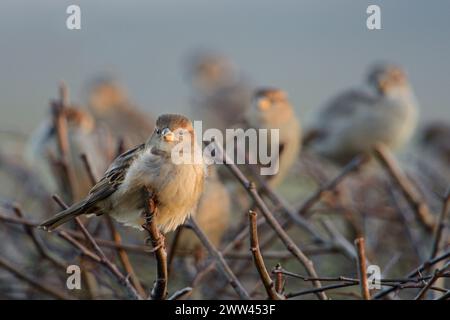 Hausspatzen ( Passer domesticus ), gewöhnliche einheimische Vögel, kleine Herde, hoch oben auf einer Hecke in der Nähe der städtischen Siedlung, Tierwelt, Euro Stockfoto