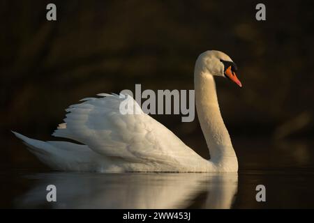 Eleganter Mute Swan (Cygnus olor) zeigt seine Eleganz mit schöner Reflexion auf einer ruhigen dunklen Wasseroberfläche, Tierwelt, Europa. Stockfoto