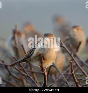 Hausspatzen ( Passer domesticus ), gewöhnliche einheimische Vögel, kleine Herde, hoch oben auf einer Hecke in der Nähe der städtischen Siedlung, Tierwelt, Euro Stockfoto