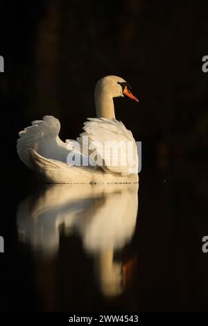 Eleganter Mute Swan (Cygnus olor) zeigt seine Schönheit mit schöner Reflexion auf einer ruhigen dunklen Wasseroberfläche, Tierwelt, Europa. Stockfoto