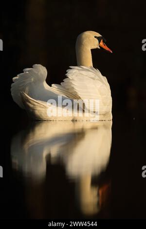 Eleganter Mute Swan (Cygnus olor) zeigt seine Schönheit mit schöner Reflexion auf einer ruhigen dunklen Wasseroberfläche, Tierwelt, Europa. Stockfoto