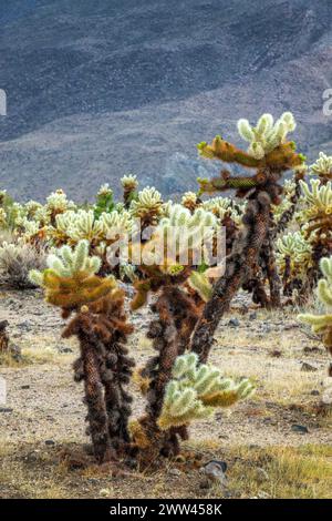 Cholla Cactus aus nächster Nähe im Joshua Tree Nationalpark, Kalifornien Stockfoto