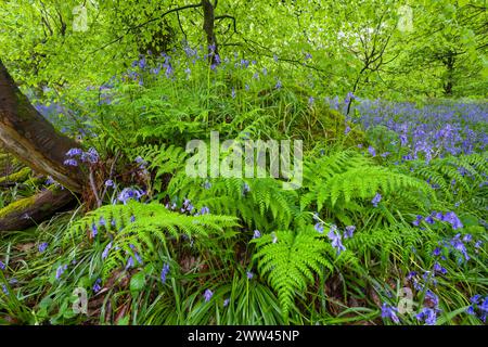 Glockenblumen (Hyacinthoides non scripta) in einem Laubwald im Frühjahr, Priors Wood, Portbury, North Somerset, England. Stockfoto