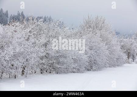 Verschneite und mit Raureif verzierte Winterlandschaft bei Eibenstock, Erzgebirge, Sachsen, Deutschland *** verschneite Winterlandschaft mit Raureif verziert Stockfoto