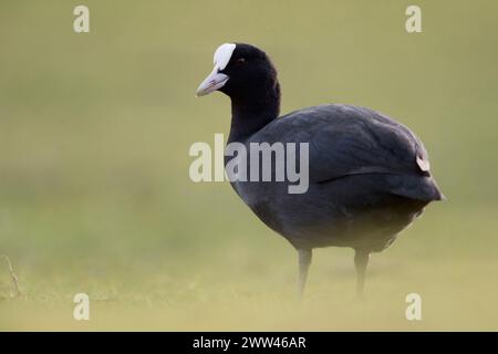 Black Coot / Coot / Eurasian Coot ( Fulica atra ) Onshore, steht auf Grasland in weicher Atmosphäre, Ganzkörper, Seitenansicht, Tierwelt, Europa. Stockfoto