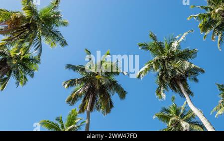 Palmen vor blauem Himmel auf der tropischen Insel der Seychellen. Flachwinkelansicht. Stockfoto