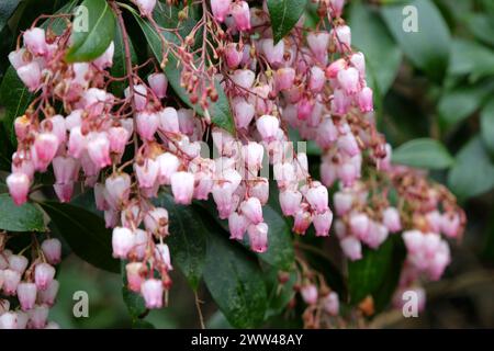 Rote Pieris japonica 'Katsura', Maiglöckchen im Tal, in Blüte. Stockfoto