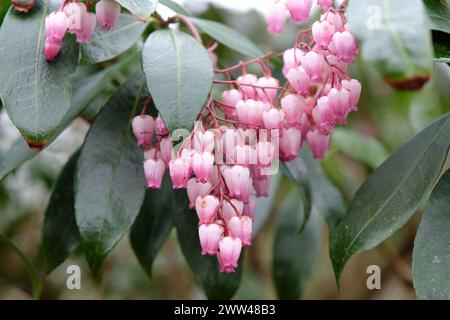 Rote Pieris japonica 'Katsura', Maiglöckchen im Tal, in Blüte. Stockfoto