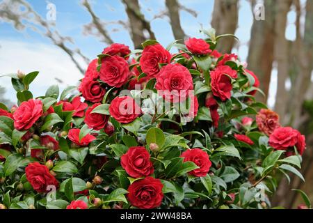 Rote doppelte Camellia japonica „Black Tie“ in Blume. Stockfoto